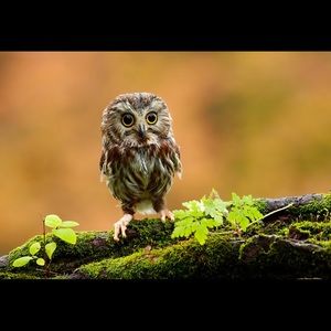 Meet your Posher, Mitchell